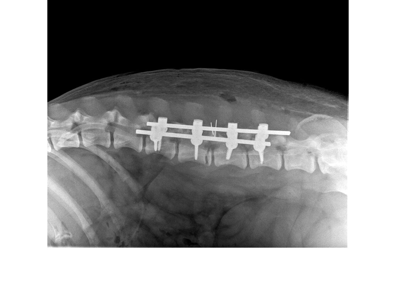 Credit: Scott Rutherford (BVMS, CertSAS, DipECVS, MRCVS, RCVS & EU Specialist in Small Animal Surgery)
