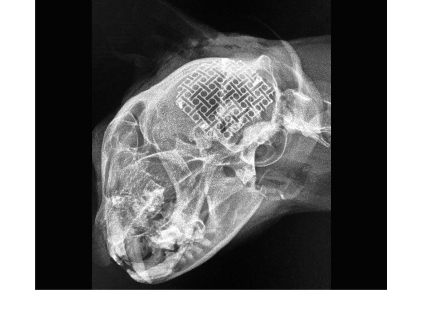 Credit: Dr. Jacek Mederski, Klinika Weterynaryjna VERUM