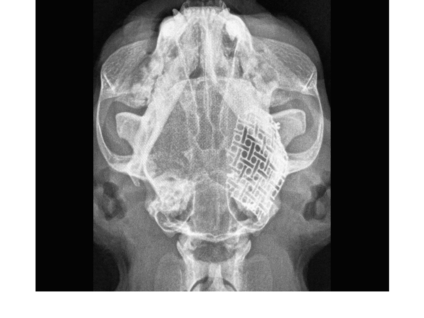 Credit: Dr. Jacek Mederski, Klinika Weterynaryjna VERUM