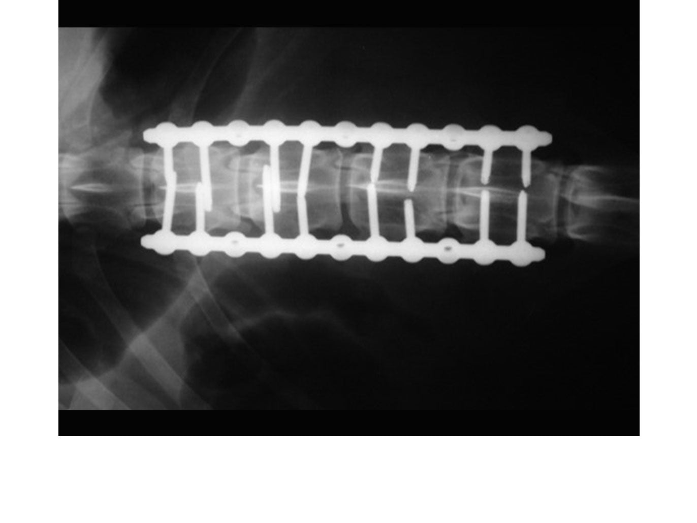 Credit: Professor Karl Kraus ACVS DABVP, Iowa State University