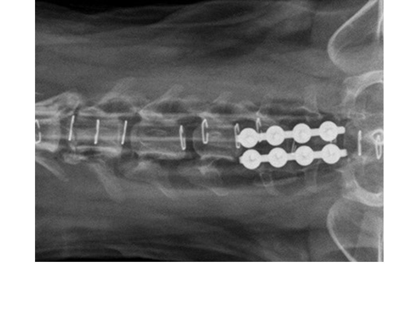 Credit: Professor Karl Kraus ACVS DABVP, Iowa State University