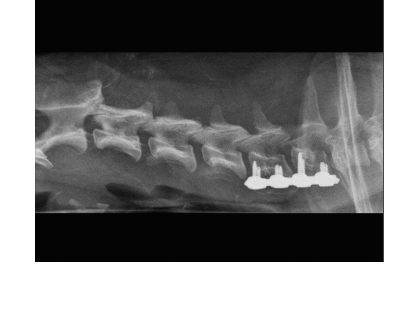 Credit: Professor Karl Kraus ACVS DABVP, Iowa State University