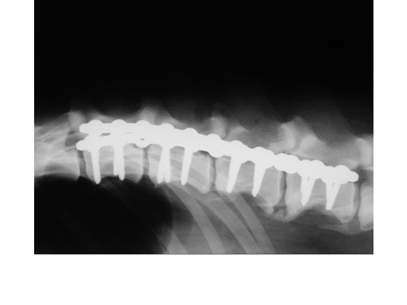Credit: Professor Karl Kraus ACVS DABVP, Iowa State University