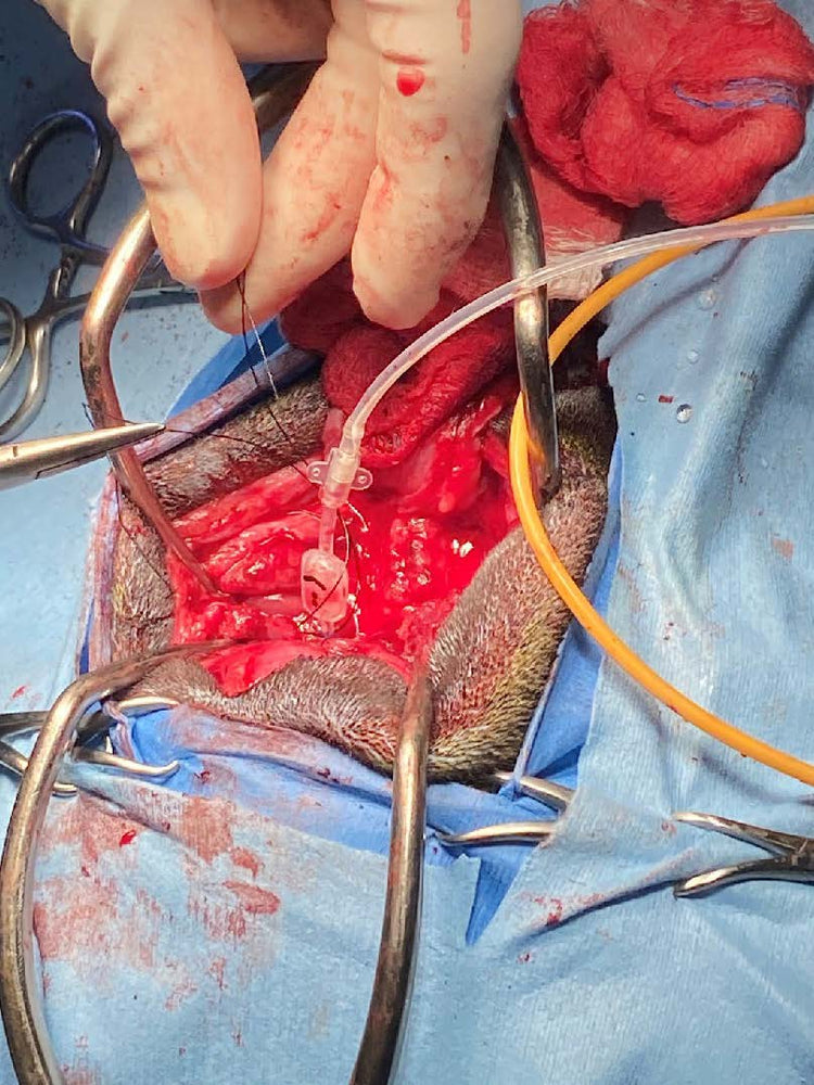 Advanced neurology and Brain course Level III - April 24th 2026