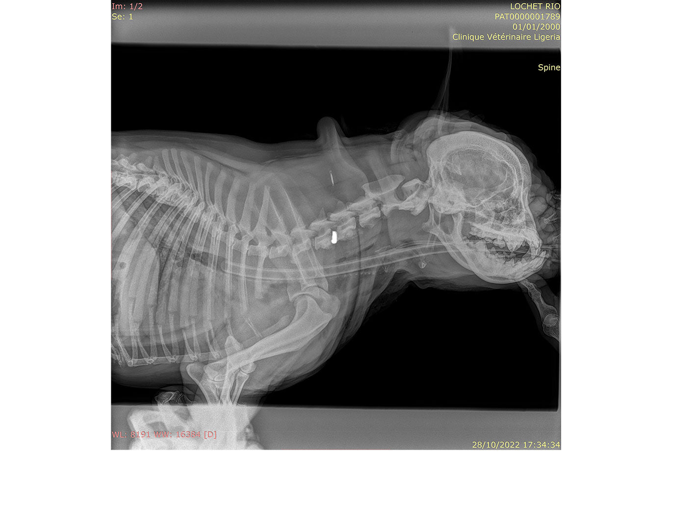 Credit: Scott Rutherford (BVMS, CertSAS, DipECVS, MRCVS, RCVS & EU Specialist in Small Animal Surgery)